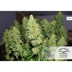 Blue AutoMazar - Dutch Passion femminizzati Dutch Passion €29,95