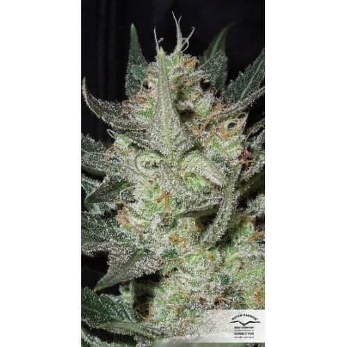 Blue AutoMazar - Dutch Passion femminizzati Dutch Passion €29,95