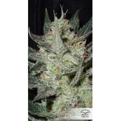 Blue AutoMazar - Dutch Passion femminizzati Dutch Passion €29,95