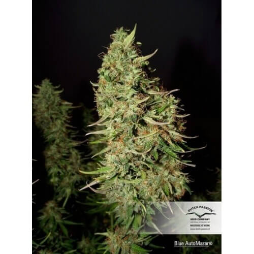 Blue AutoMazar - Dutch Passion femminizzati Dutch Passion €29,95