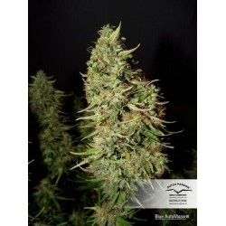 Blue AutoMazar - Dutch Passion femminizzati Dutch Passion €29,95