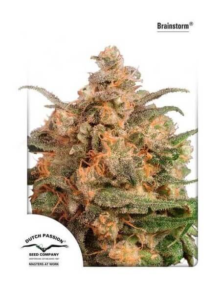 Brainstorm - Dutch Passion femminizzati Dutch Passion €17,00