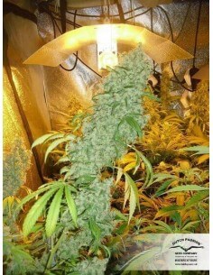 Brainstorm - Dutch Passion femminizzati Dutch Passion €17,00 2