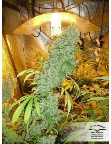 Brainstorm - Dutch Passion femminizzati Dutch Passion €17,00