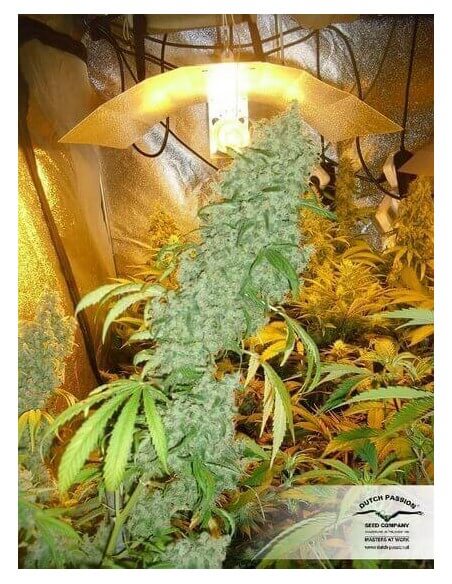 Brainstorm - Dutch Passion femminizzati Dutch Passion €17,00