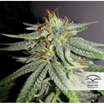Durban Poison - Dutch Passion femminizzati Dutch Passion €23,00