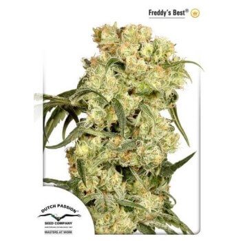 Freddy's Best - Dutch Passion femminizzati Dutch Passion €30,00