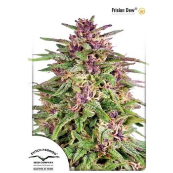 Frisian Dew - Dutch Passion femminizzati Dutch Passion €23,00