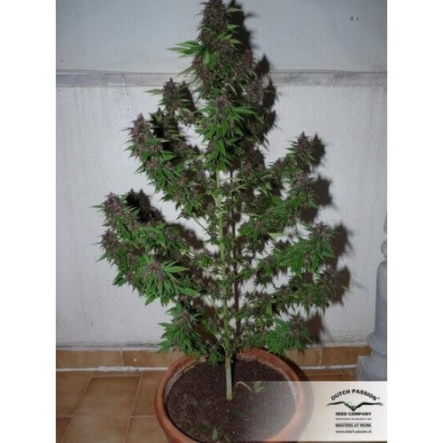 Frisian Duck - Dutch Passion femminizzati Dutch Passion €42,00