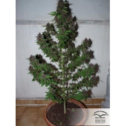 Frisian Duck - Dutch Passion femminizzati Dutch Passion €42,00