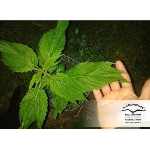 Frisian Duck - Dutch Passion femminizzati Dutch Passion €42,00