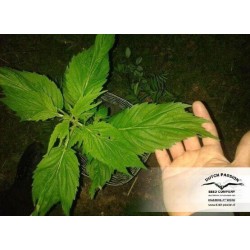 Frisian Duck - Dutch Passion femminizzati Dutch Passion €42,00