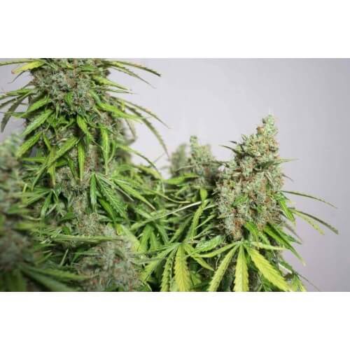 AutoMazar - Dutch Passion femminizzati Dutch Passion €29,95