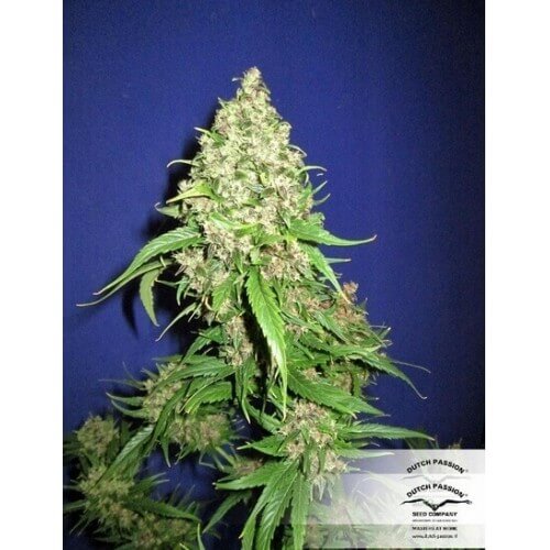 Frisian Duck - Dutch Passion femminizzati Dutch Passion €42,00