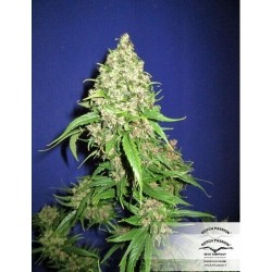 Frisian Duck - Dutch Passion femminizzati Dutch Passion €42,00