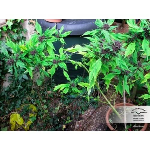 Frisian Duck - Dutch Passion femminizzati Dutch Passion €42,00