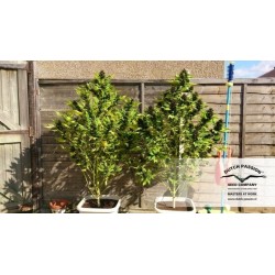 Frisian Duck - Dutch Passion femminizzati Dutch Passion €42,00