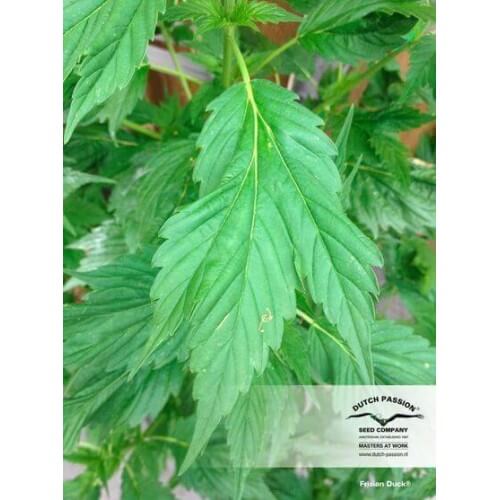 Frisian Duck - Dutch Passion femminizzati Dutch Passion €42,00