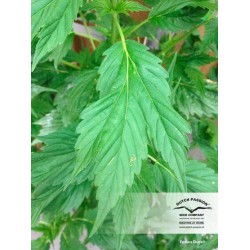 Frisian Duck - Dutch Passion femminizzati Dutch Passion €42,00