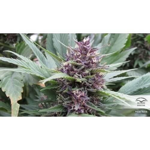 Frisian Duck - Dutch Passion femminizzati Dutch Passion €42,00