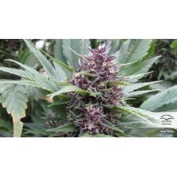 Frisian Duck - Dutch Passion femminizzati Dutch Passion €42,00