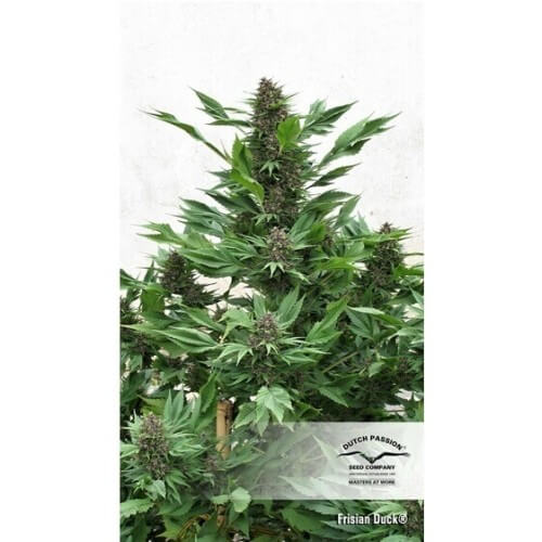 Frisian Duck - Dutch Passion femminizzati Dutch Passion €42,00