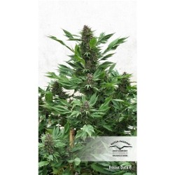 Frisian Duck - Dutch Passion femminizzati Dutch Passion €42,00