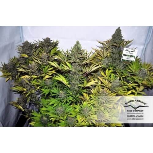 Jorge's Diamonds - Dutch Passion femminizzati Dutch Passion €27,00