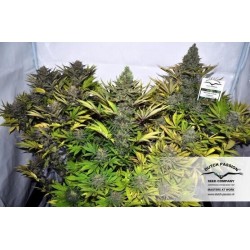 Jorge's Diamonds - Dutch Passion femminizzati Dutch Passion €27,00