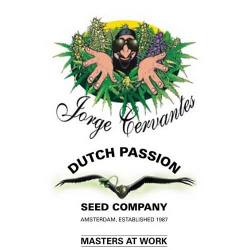 Jorge's Diamonds - Dutch Passion femminizzati Dutch Passion €27,00