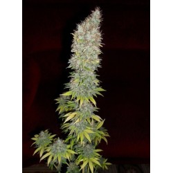 Jorge's Diamonds - Dutch Passion femminizzati Dutch Passion €27,00