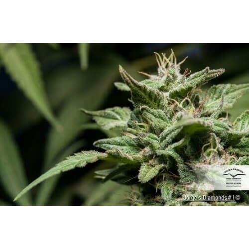 Jorge's Diamonds - Dutch Passion femminizzati Dutch Passion €27,00