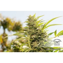 Jorge's Diamonds - Dutch Passion femminizzati Dutch Passion €27,00