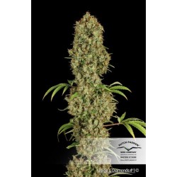 Jorge's Diamonds - Dutch Passion femminizzati Dutch Passion €27,00