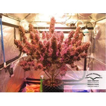 AutoBlackberry Kush - Dutch Passion femminizzati Dutch Passion €29,95 2
