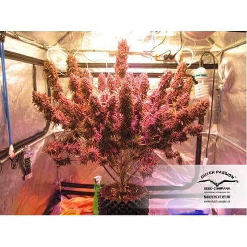 AutoBlackberry Kush - Dutch Passion femminizzati Dutch Passion €29,95