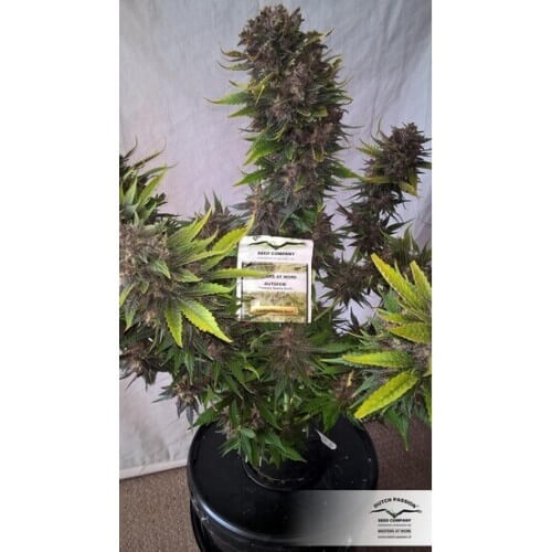 AutoBlackberry Kush - Dutch Passion femminizzati Dutch Passion €29,95