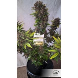 AutoBlackberry Kush - Dutch Passion femminizzati Dutch Passion €29,95