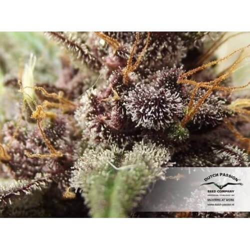 AutoBlackberry Kush - Dutch Passion femminizzati Dutch Passion €29,95