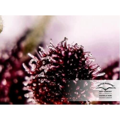 AutoBlackberry Kush - Dutch Passion femminizzati Dutch Passion €29,95