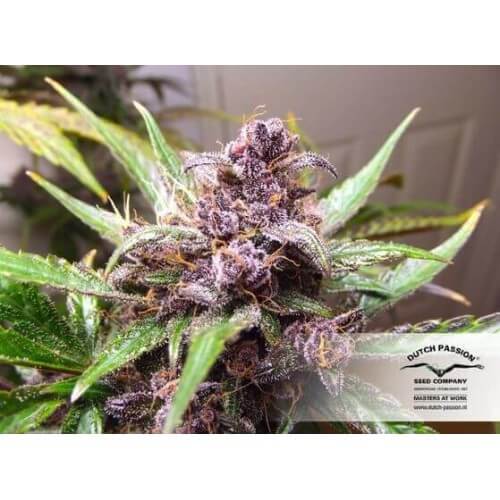 AutoBlackberry Kush - Dutch Passion femminizzati Dutch Passion €29,95
