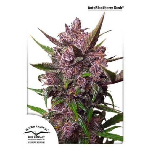 AutoBlackberry Kush - Dutch Passion femminizzati Dutch Passion €29,95