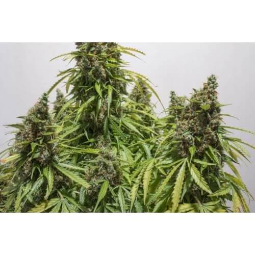 AutoMazar - Dutch Passion femminizzati Dutch Passion €29,95