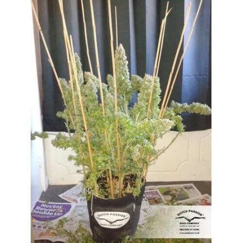 AutoEuforia - Dutch Passion femminizzati Dutch Passion €19,95