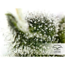 AutoEuforia - Dutch Passion femminizzati Dutch Passion €19,95