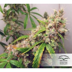 AutoEuforia - Dutch Passion femminizzati Dutch Passion €19,95