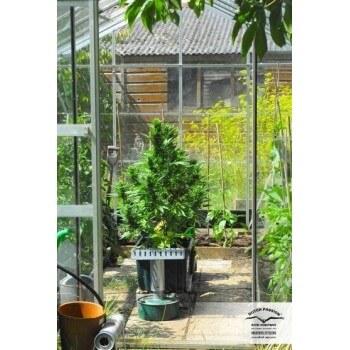 AutoDurban Poison - Dutch Passion femminizzati Dutch Passion €31,00 2