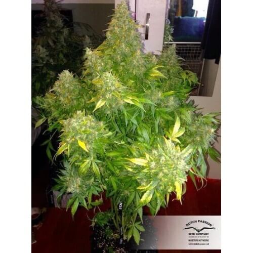 AutoDurban Poison - Dutch Passion femminizzati Dutch Passion €31,00