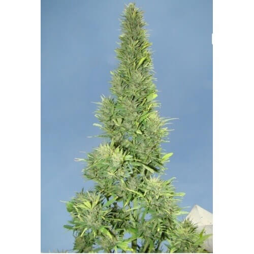 AutoDurban Poison - Dutch Passion femminizzati Dutch Passion €31,00