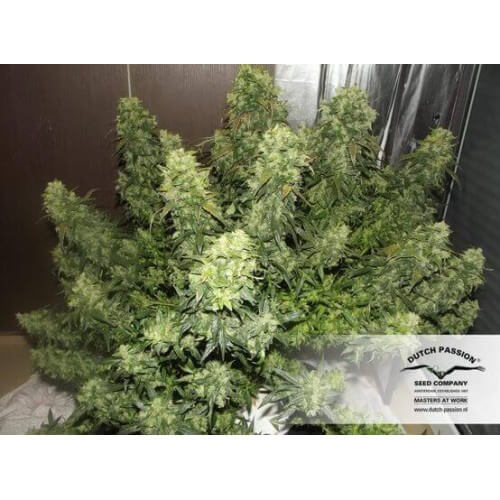 AutoDurban Poison - Dutch Passion femminizzati Dutch Passion €31,00